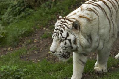 IMG_3216-01 xx  Zoo three.jpg