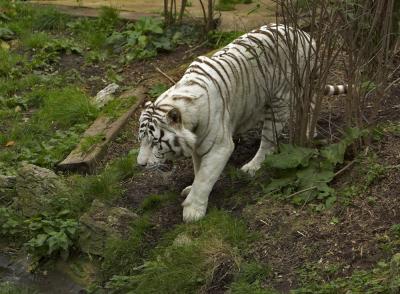 IMG_3219-01 x Zoo five.jpg