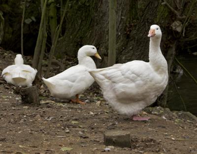 IMG_3231-01 x Zoo eleven.jpg