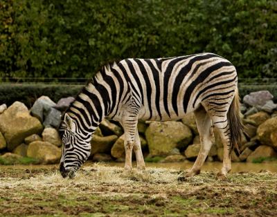 IMG_3242-01 x Zoo Fifteen.jpg