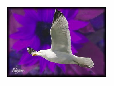 Lone Gull in paint.jpg