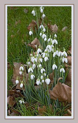 First Snowdrops of 2008