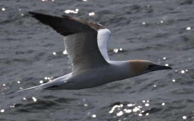 Northern Gannets