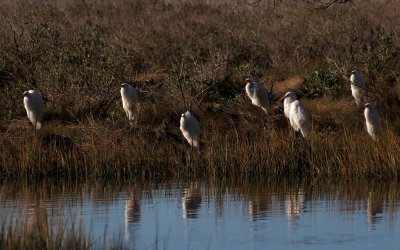 Chincoteague, VA NWR