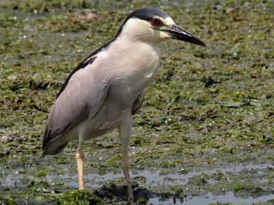 Gull Island 2012