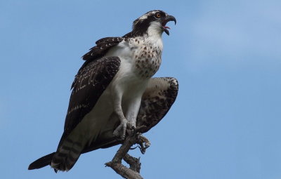 Osprey Platform - Slade Dade Sanctuary, Point Pleasant, NJ