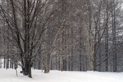 IMG_2228.jpg