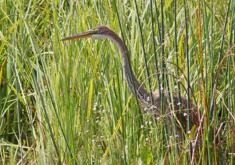 Hron pourpr (Ardea purpurea)