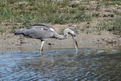 Héron cendré (Ardea Cinerea)