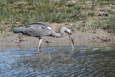 Hron cendr (Ardea Cinerea)