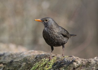 Merle noir - Turdus merula -Blackbird.jpg