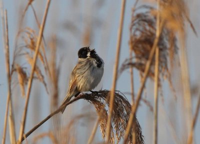 Bruant des roseaux Emberiza schoeniclus - Common Reed Bunting