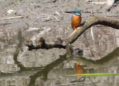 Martin pcheur -Alcedo atthis