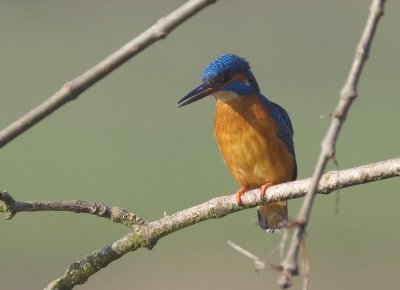Martin pcheur -Alcedo atthis