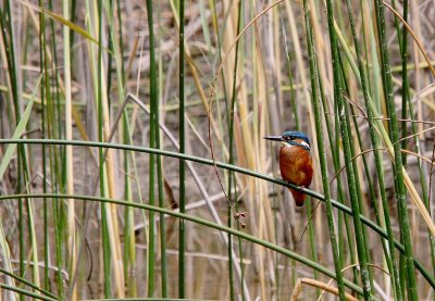 Martin pcheur -Alcedo atthis