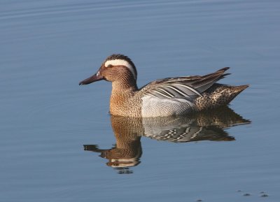 Sarcelles d't (Anas querquedula)