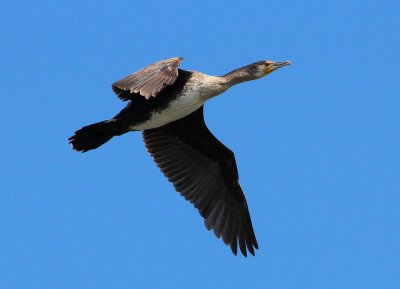 Grand Cormoran (Phalacrocorax carbo) Cormorant