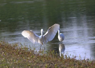 Aigrette Garzette-Egretta Garzetta-Little Egret