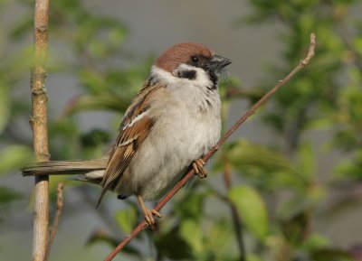 Moineau friquet Passer montanus - Eurasian Tree Sparrow