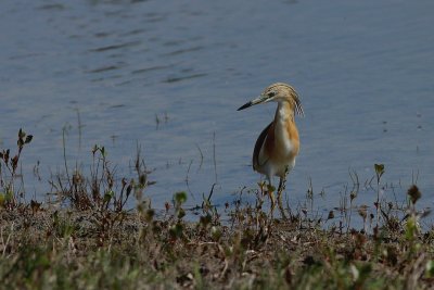 Crabier chevelu Ardeola ralloides - Squacco Heron