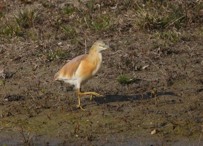 Crabier chevelu Ardeola ralloides - Squacco Heron.JPG