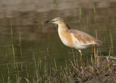 Crabier chevelu Ardeola ralloides - Squacco Heron