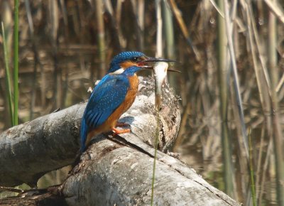 Martin pcheur -Alcedo atthis