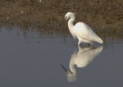 Aigrette Garzette-Egretta Garzetta-Little Egret