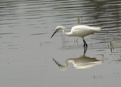 Aigrette Garzette-Egretta Garzetta-Little Egret