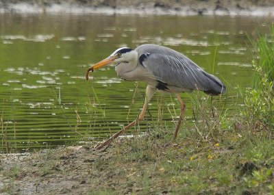 Héron cendré (Ardea Cinerea)