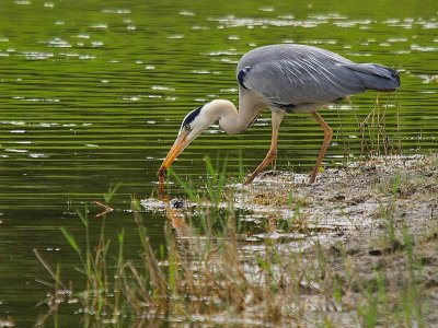 Héron cendré (Ardea Cinerea)