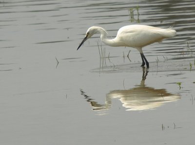 Aigrette garzette Egretta garzetta - Little Egret