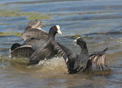 Foulque macroule (Fulica atra) Coot