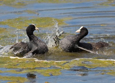 Foulque macroule (Fulica atra) Coot