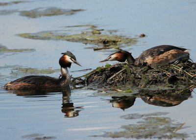 Grèbe huppé - Podiceps cristatus