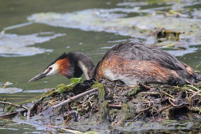 Grèbe huppé - Podiceps cristatus