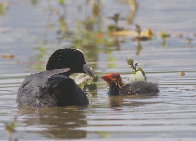 Foulque macroule (Fulica atra) Coot