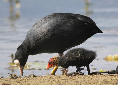 Foulque macroule (Fulica atra) Coot