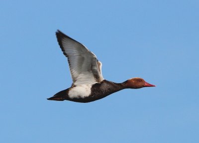 Nette Rousse / Red-crested pochard Netta rufina