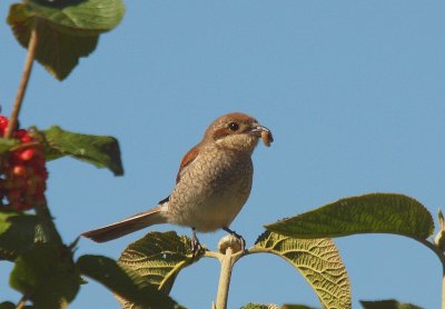   Pie-griche corcheur Lanius collurio - Red-backed Shrike Femelle