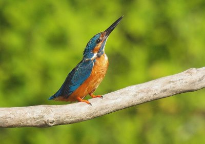 Martin pêcheur -Alcedo atthis