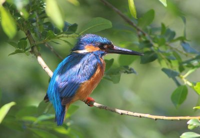 Martin pêcheur -Alcedo atthis