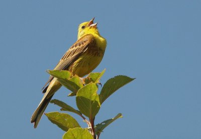 Bruant jaune Emberiza citrinella - Yellowhammer