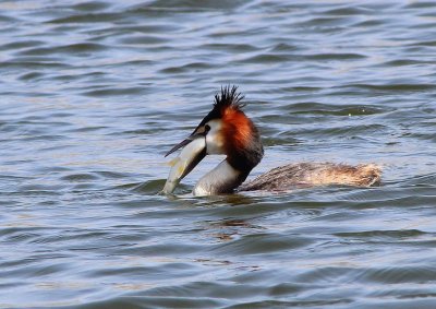 Grèbe huppé - Podiceps cristatus