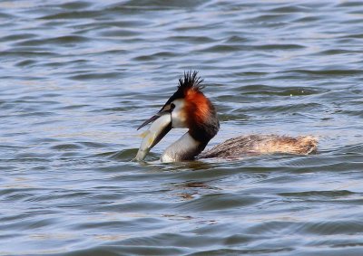 Grbe hupp - Podiceps cristatus