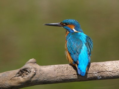 Martin-pcheur d'Europe Alcedo atthis - Common Kingfisher