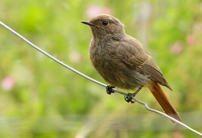 Rougequeue noir Phoenicurus ochruros - Black Redstart