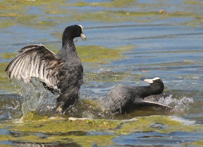 Foulque macroule (Fulica atra) Coot