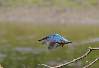 Martin-pcheur d'Europe Alcedo atthis - Common Kingfisher