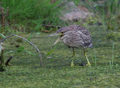 Bihoreau gris (Nycticorax nycticorax)
